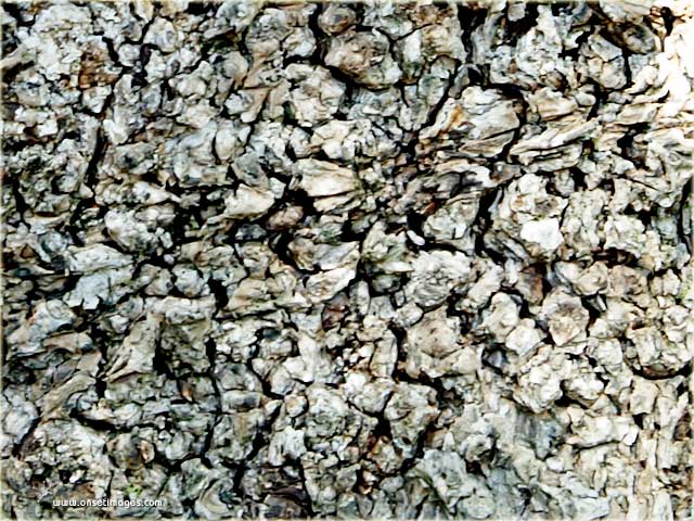 The bark of a Sandalwood Tree at the Vergelegen Estate