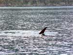 Hout Bay Harbour Scenes - enlarged image